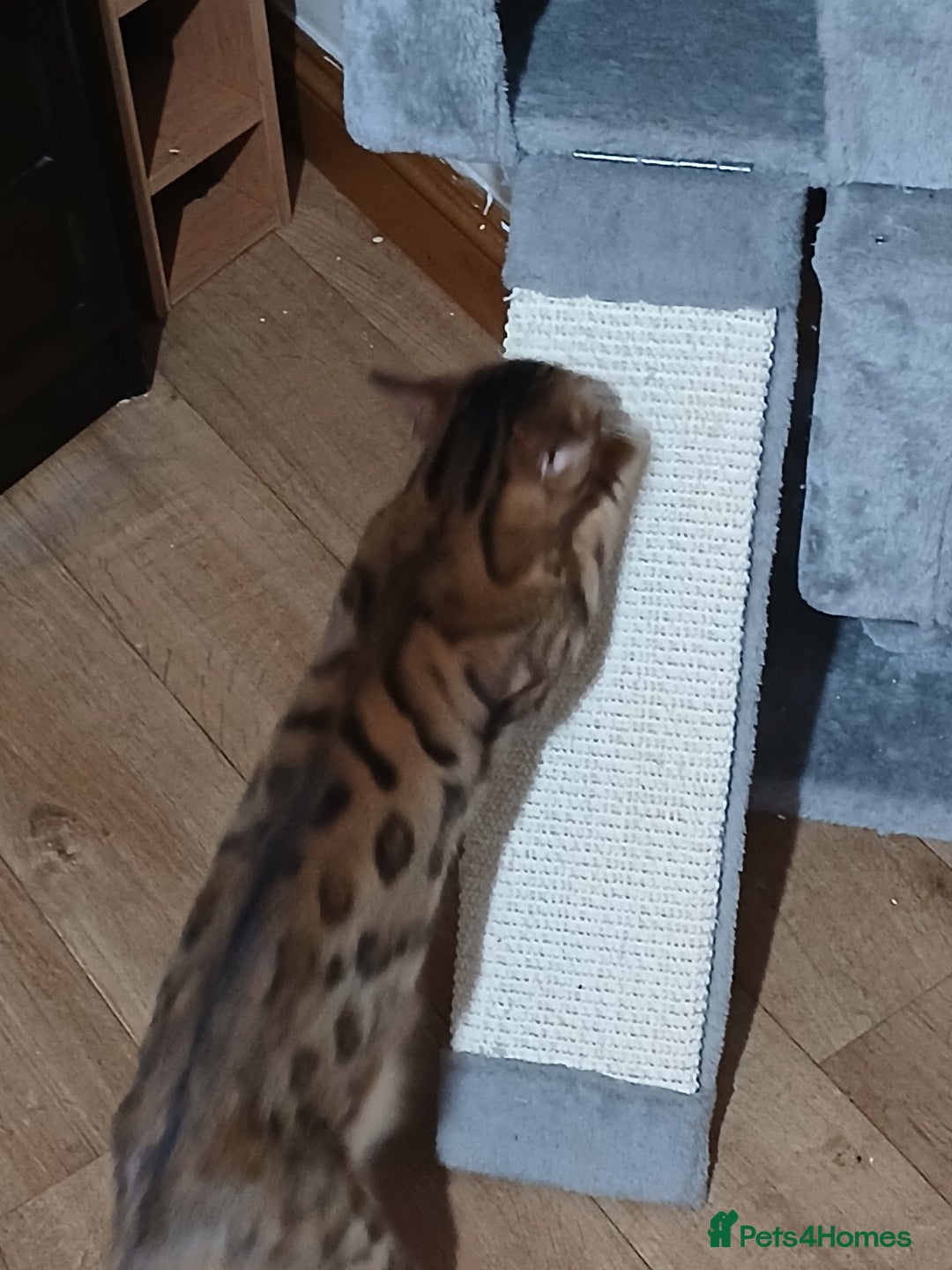 Mixed Breed cats for sale: Beutyful bengal babies wisbech 🐈😻 - Advert 21