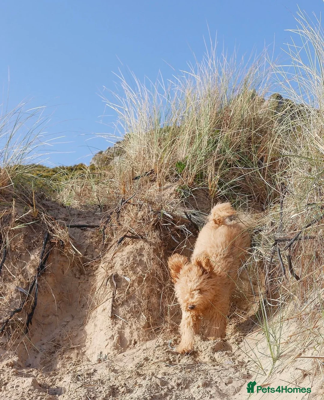 Mini Goldendoodle dogs for sale: Quality Health Tested F1 Miniature Goldendoodles  - Advert 26