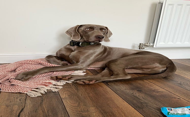 Weimaraner dogs - Advert 3
