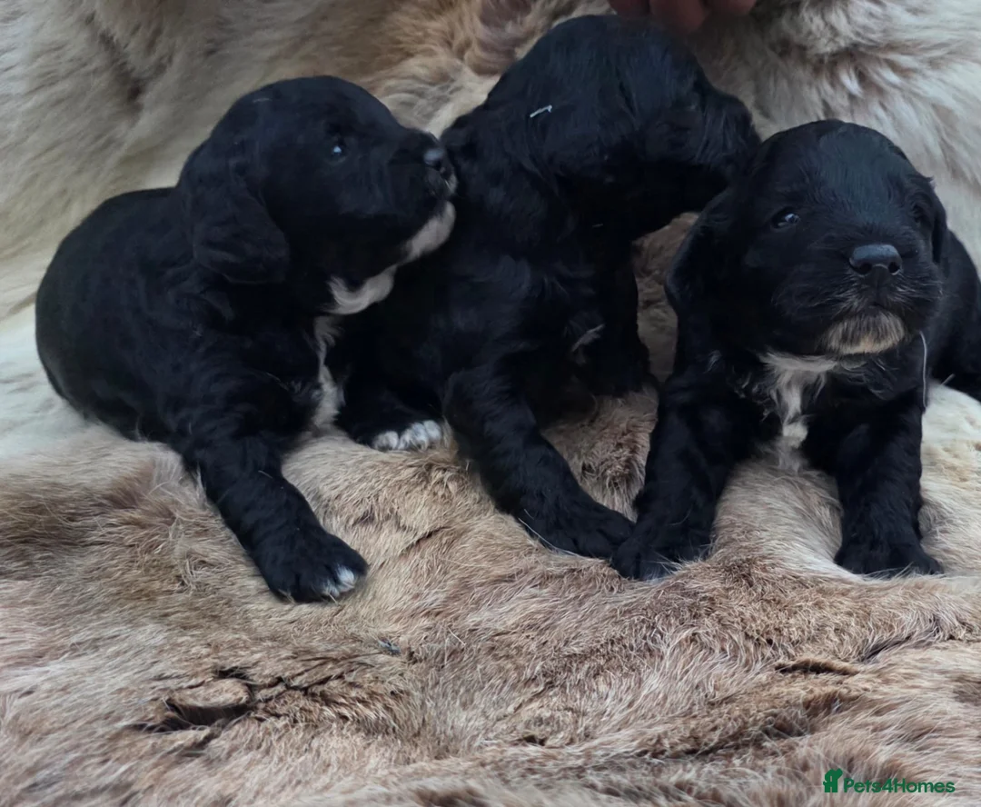 Cockapoo dogs for sale: F1 cockapoos  - Advert 12