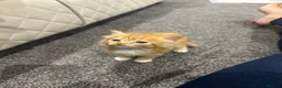 Mixed Breed cats for sale: Kittens  in Chelmsford - Advert 5