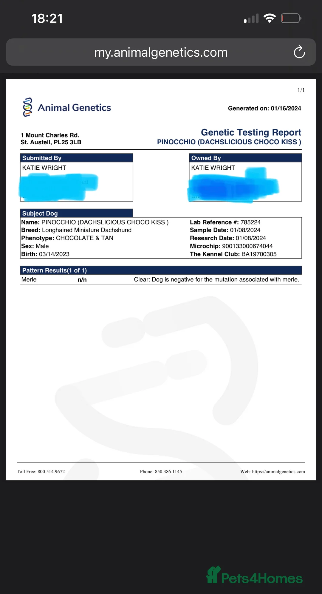 Miniature Dachshund dogs for stud: STUNNING MINIATURE DACHSHUND AVAILABLE AT STUD  in Grays - Advert 7