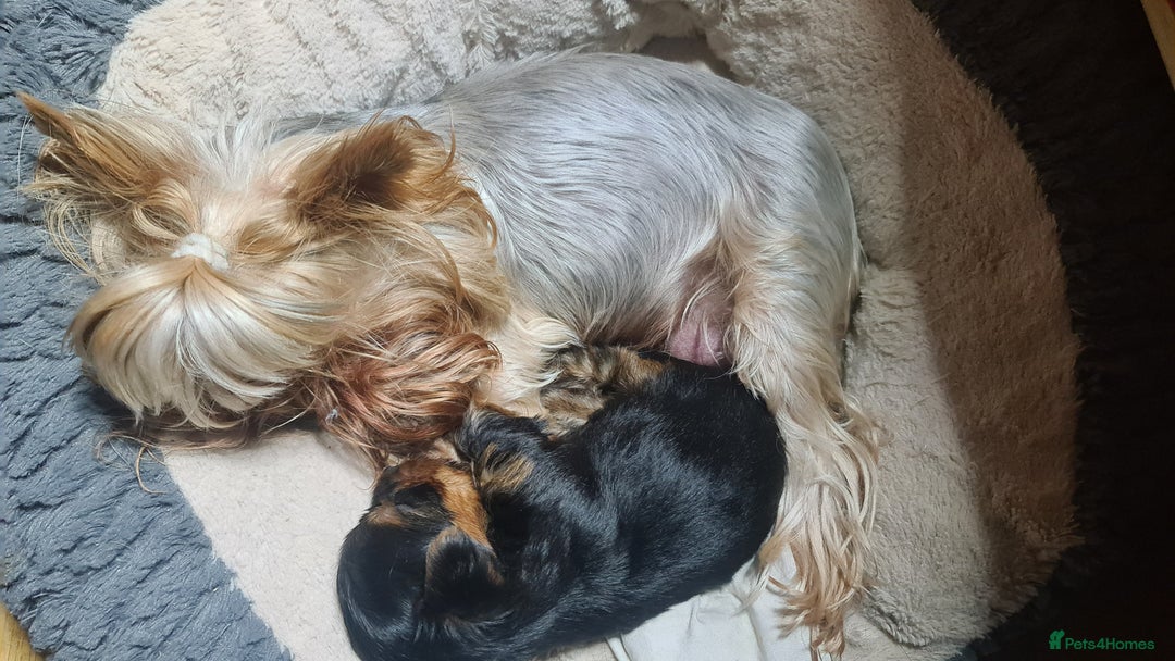 Yorkshire Terrier dogs for sale: Yorkie Terrier Puppy for Sale - Advert 3