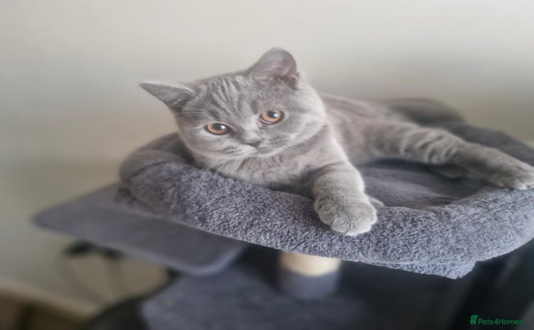 British Shorthair cats - Advert 2