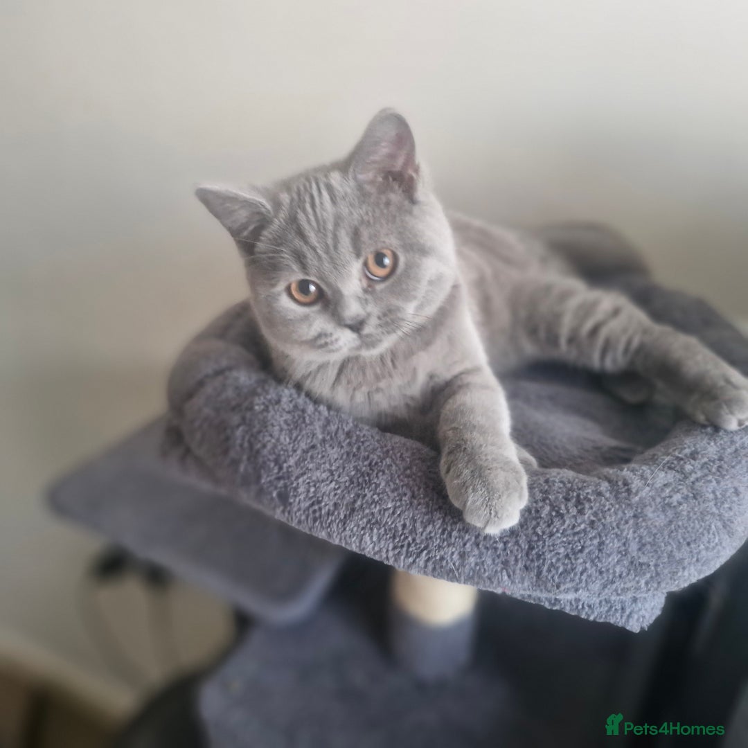 British Shorthair cats for sale: Beautiful BSH (2 Males & 2 Females, Blue & Lilac) - Image 1