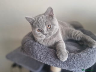 British Shorthair cats - Advert 16