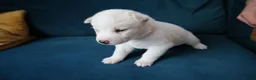 Siberian Husky dogs for sale: 7 Siberian Husky puppies - Advert 4