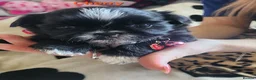 Shih Tzu dogs for sale: Shih tzu puppies imperial line  - Advert 17