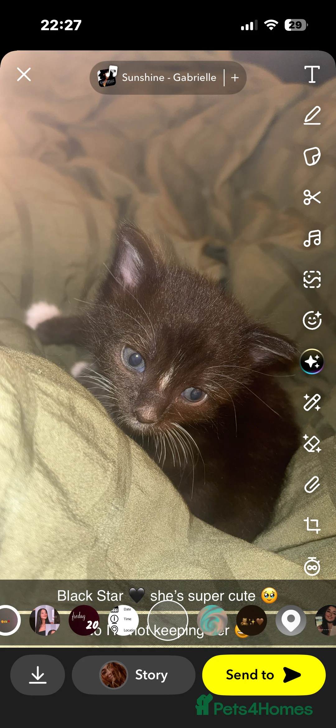 British Shorthair cats for sale: Adorable black kittens  - Advert 2