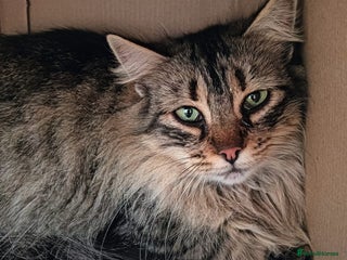 Persian cats Carla, Persian cross, aged 7 - Advert 1