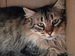 Persian cats Carla, Persian cross, aged 7 - Advert 14