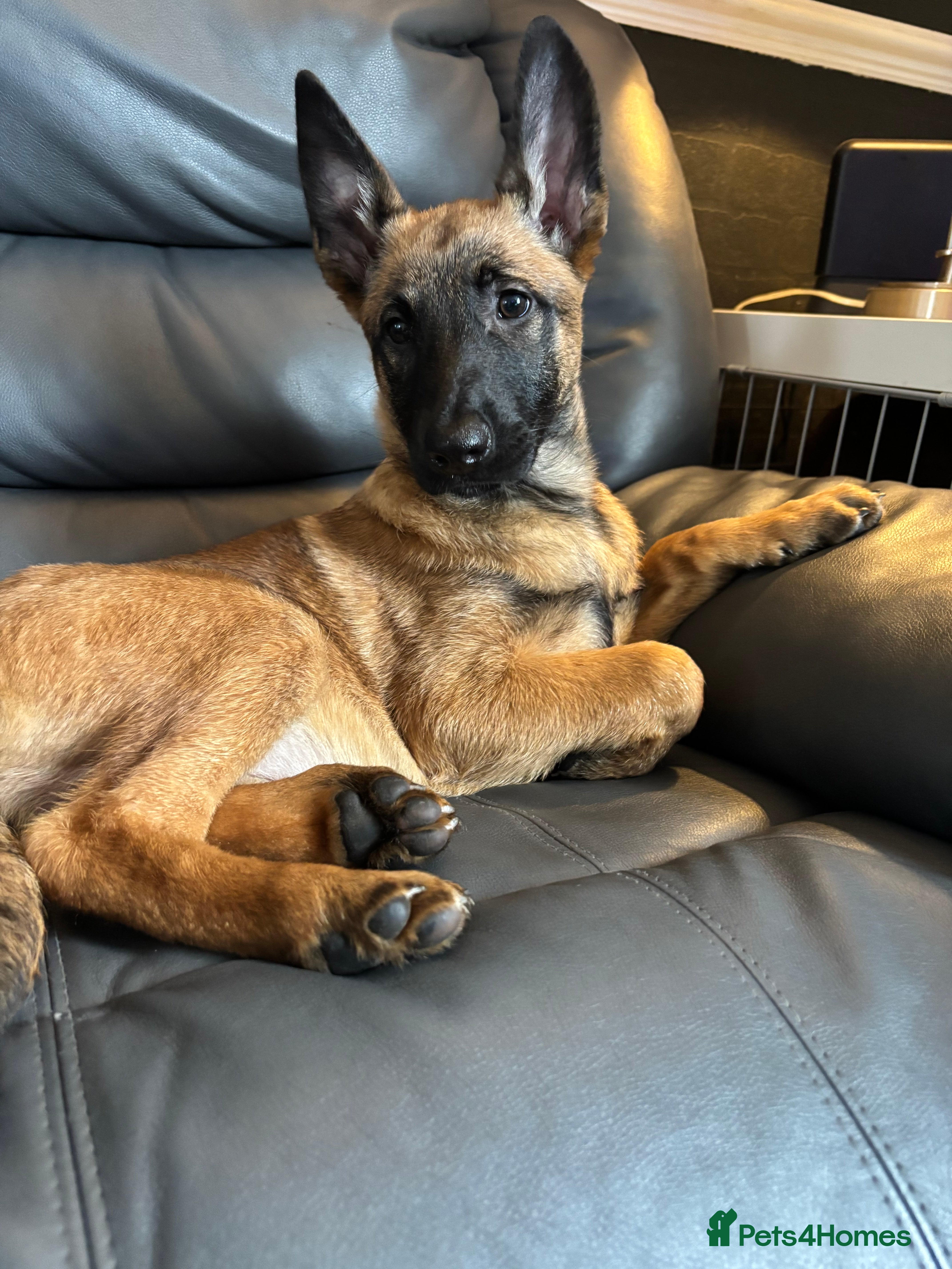 Belgian Shepherd Dog dogs 1 FEMALE LEFT!! 12 week old malinois puppies.   - Advert 13