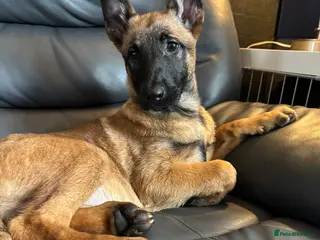 Belgian Shepherd Dog dogs 1 FEMALE LEFT!! 12 week old malinois puppies. - Advert 13