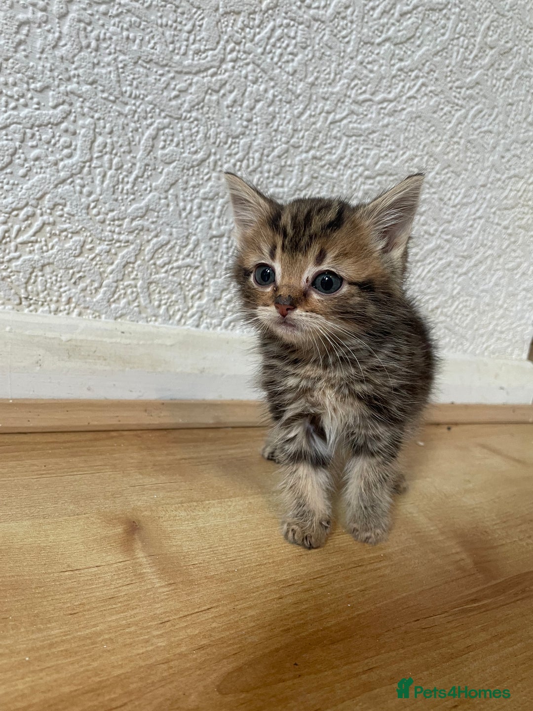 Domestic Shorthair cats for sale: 2 cute boy kittens looking for a forever home - Advert 2