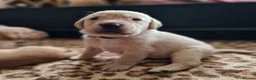Springador dogs for sale: Wonderful Springador Puppies  - Advert 5