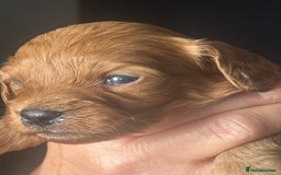 Cavapoo dogs for sale: Beautiful healthy Cavapoo’s d.o.b 22/08/25 - Image 27