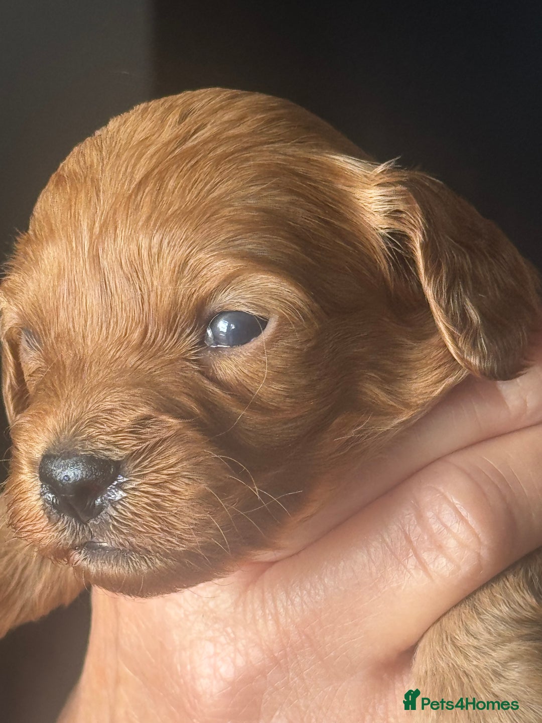 Cavapoo dogs for sale: Beautiful healthy Cavapoo’s d.o.b 22/08/25 - Image 27