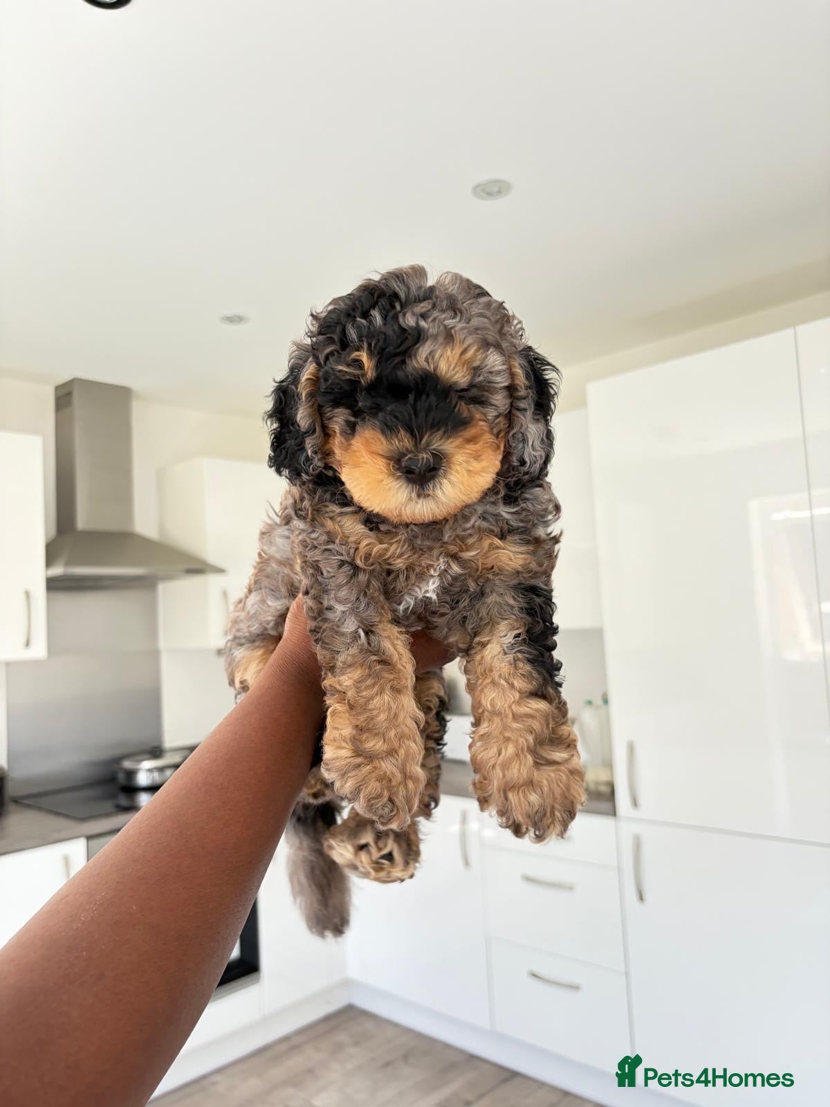 Cockapoo dogs Adorable blue merle Cockapoo puppy - Advert 18