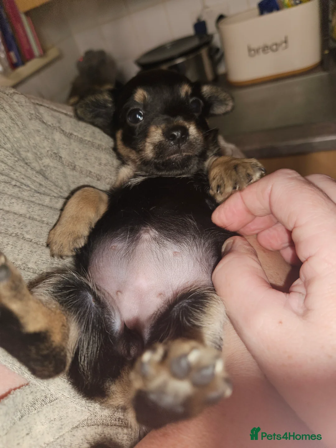 Jack Russell dogs for sale: Jack russle puppies  - Advert 22