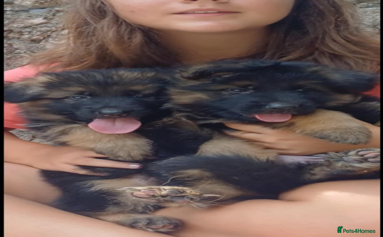 German Shepherd dogs - Advert 4