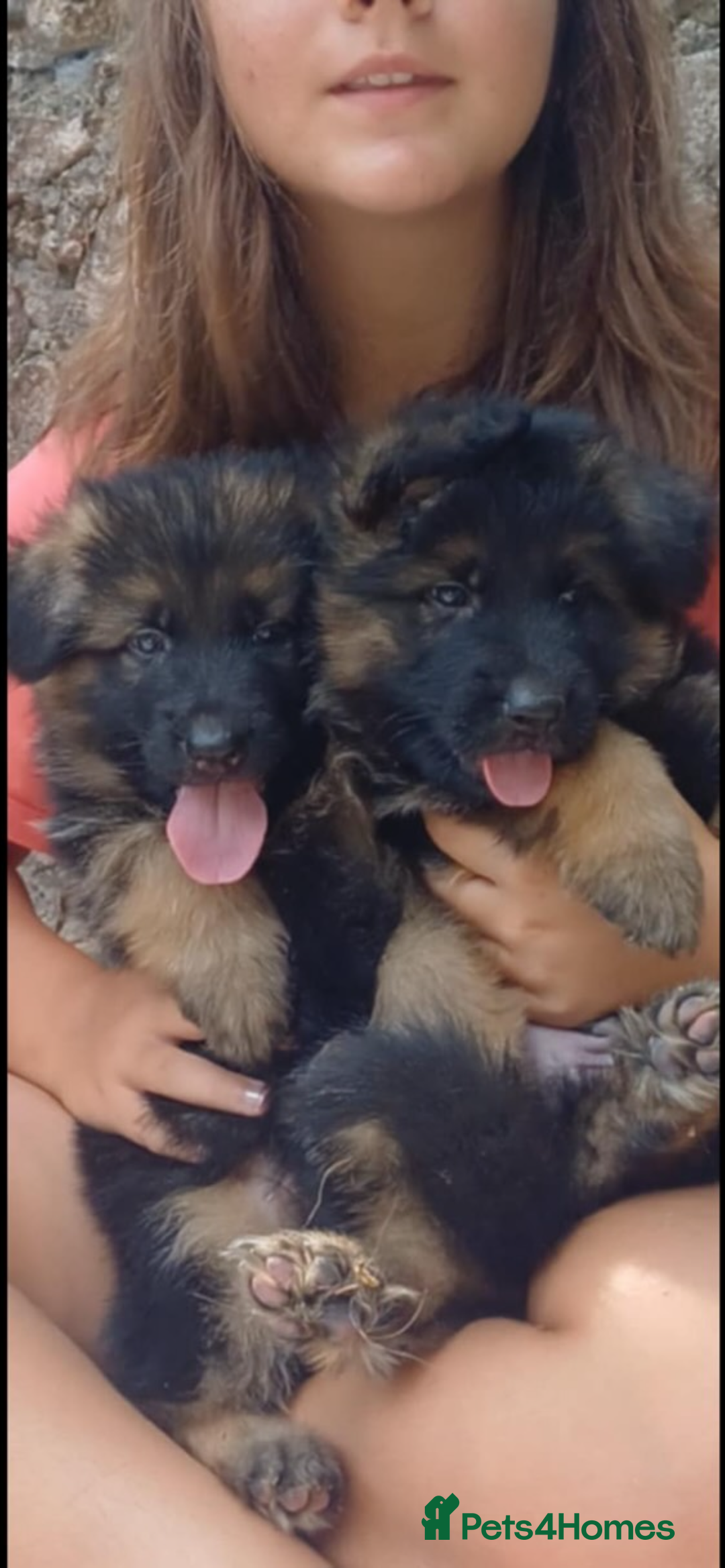 German Shepherd dogs for sale: German shepherd  - Image 1