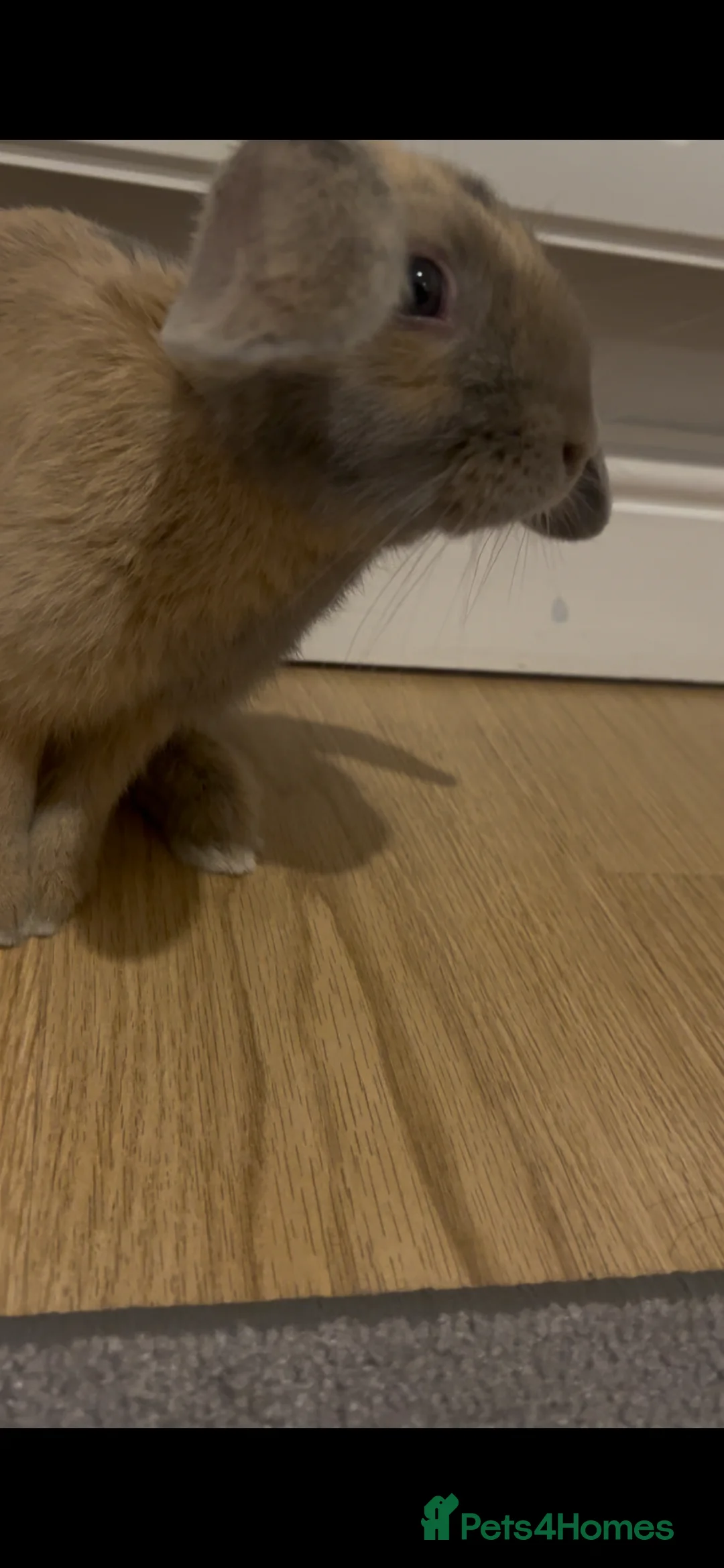 Mini Lop rabbits for sale: Rolo, 6 months - Advert 8