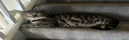 Mixed Breed cats for sale: Bengal Marble & American Shorthair  - Advert 3