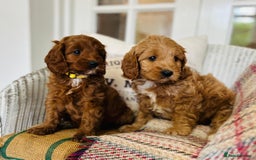 Cavapoo dogs for sale: Adorable Health Tested Cavapoo Puppies - Image 8