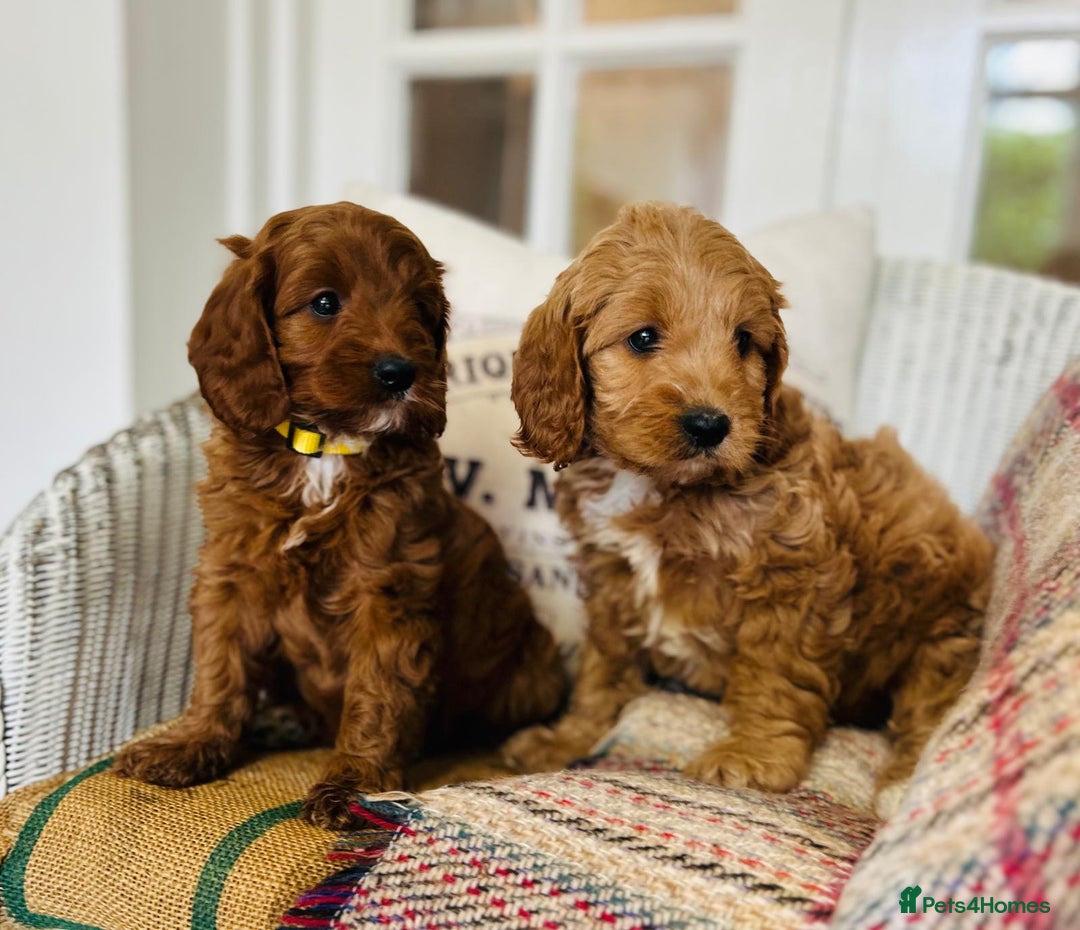 Cavapoo dogs for sale: Adorable Health Tested Cavapoo Puppies - Image 8