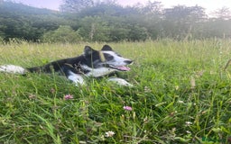 Mixed Breed dogs for sale: Meet Blu our beautiful husky/samoyed. 1 year old - Image 2