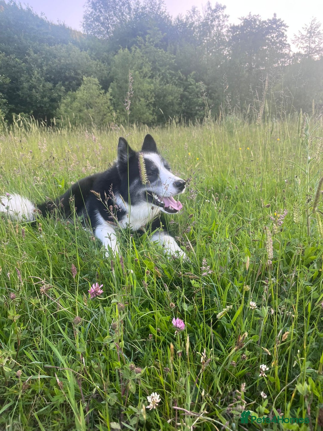 Mixed Breed dogs for sale: Meet Blu our beautiful husky/samoyed. 1 year old - Image 2