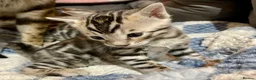 Bengal cats for sale: Pure Bengal Kittens  - Advert 16