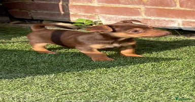 Jack Russell dogs - Advert 9