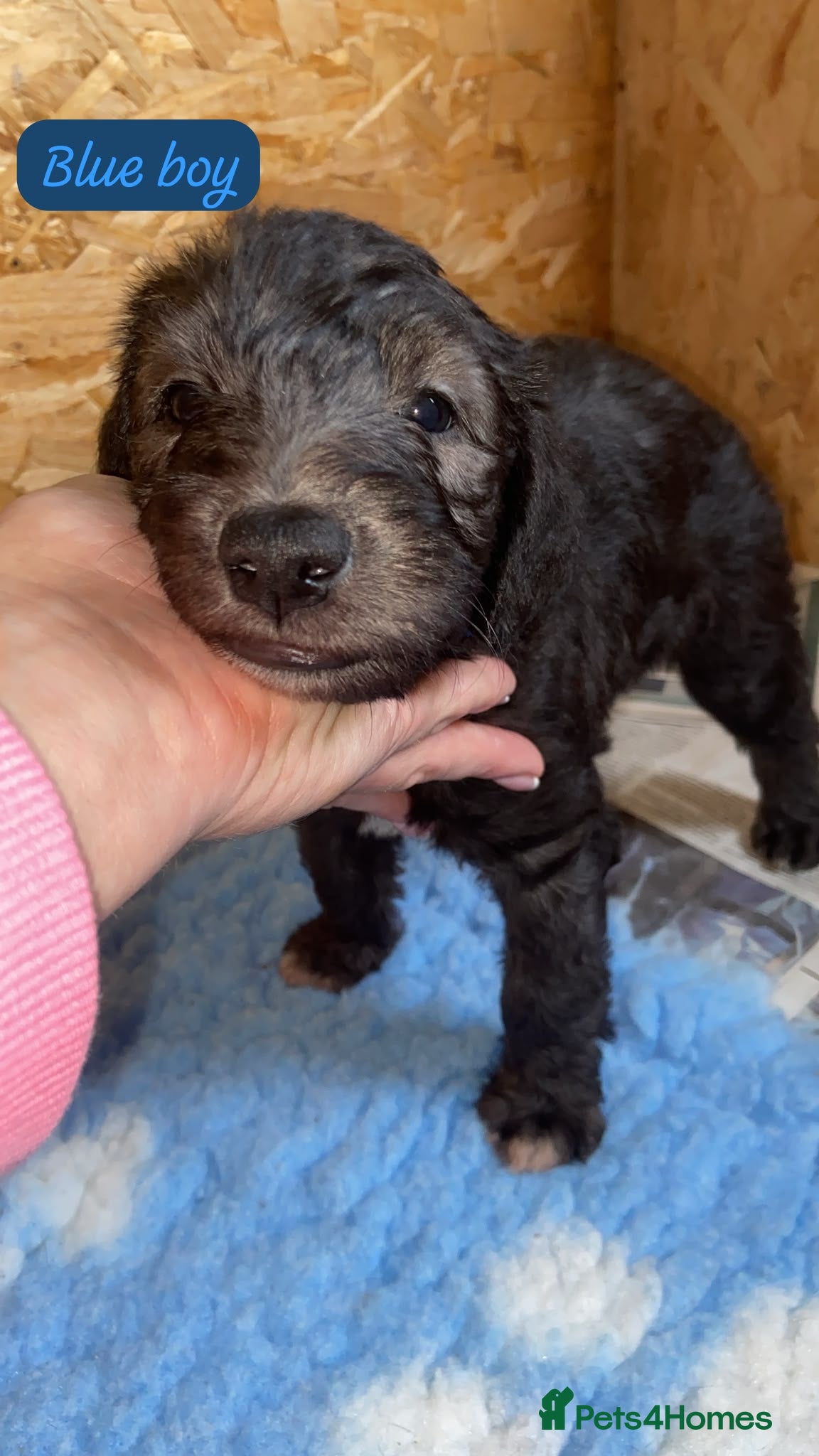 Mixed Breed dogs for sale: Beautiful Bedlington whippet puppies for sale - Advert 2