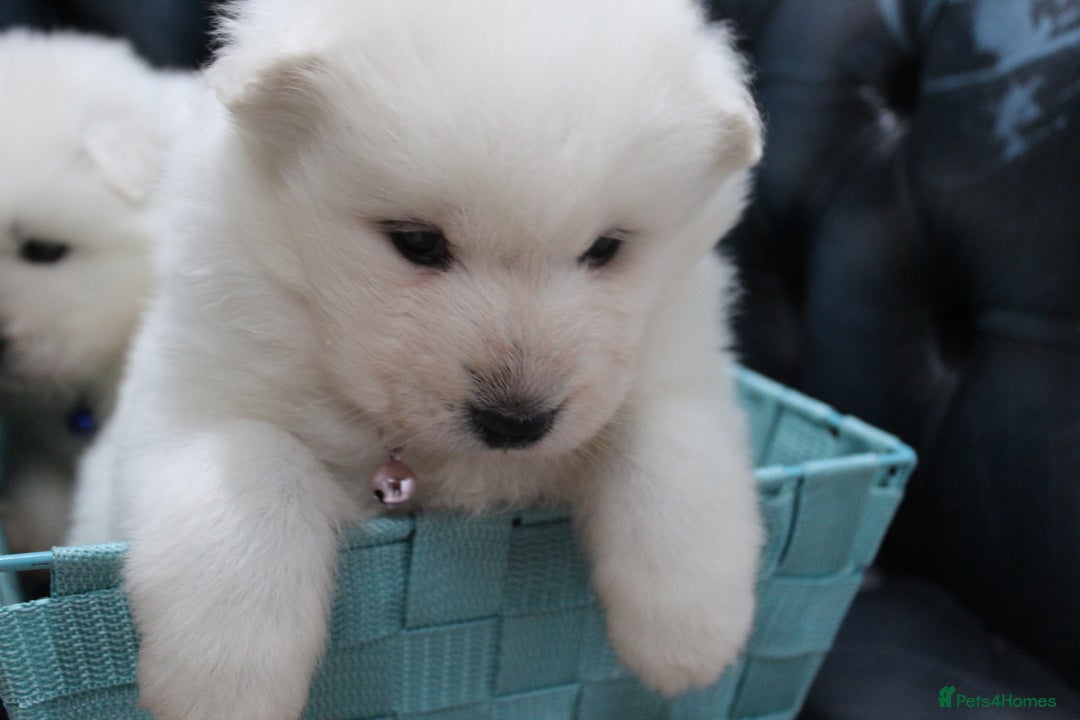 Samoyed dogs for sale: Bundle of joy and fluff - Image 18
