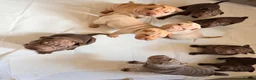 Shar Pei dogs for sale: Sharpei Puppies for sale  - Advert 7