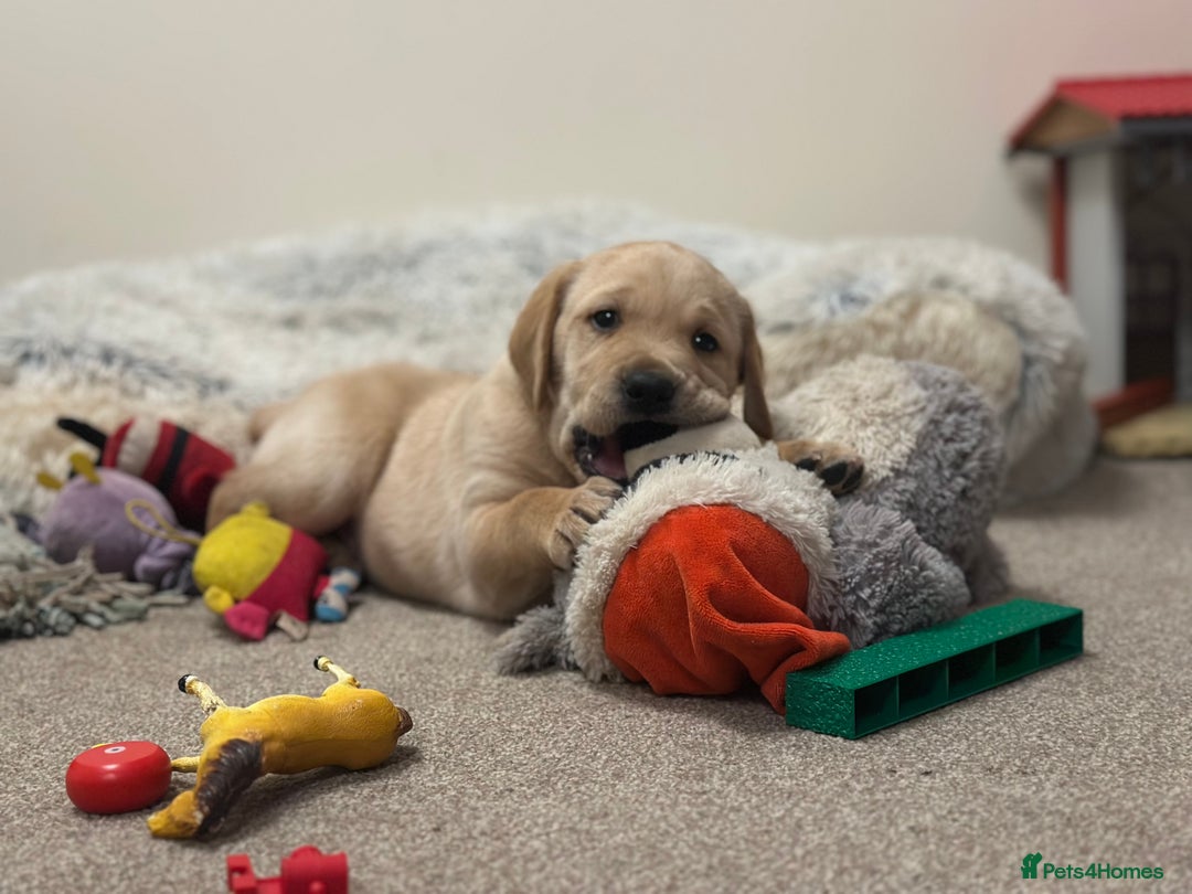 Golden Retriever dogs for sale: Friendly happy healthy, stunning puppies  - Advert 4