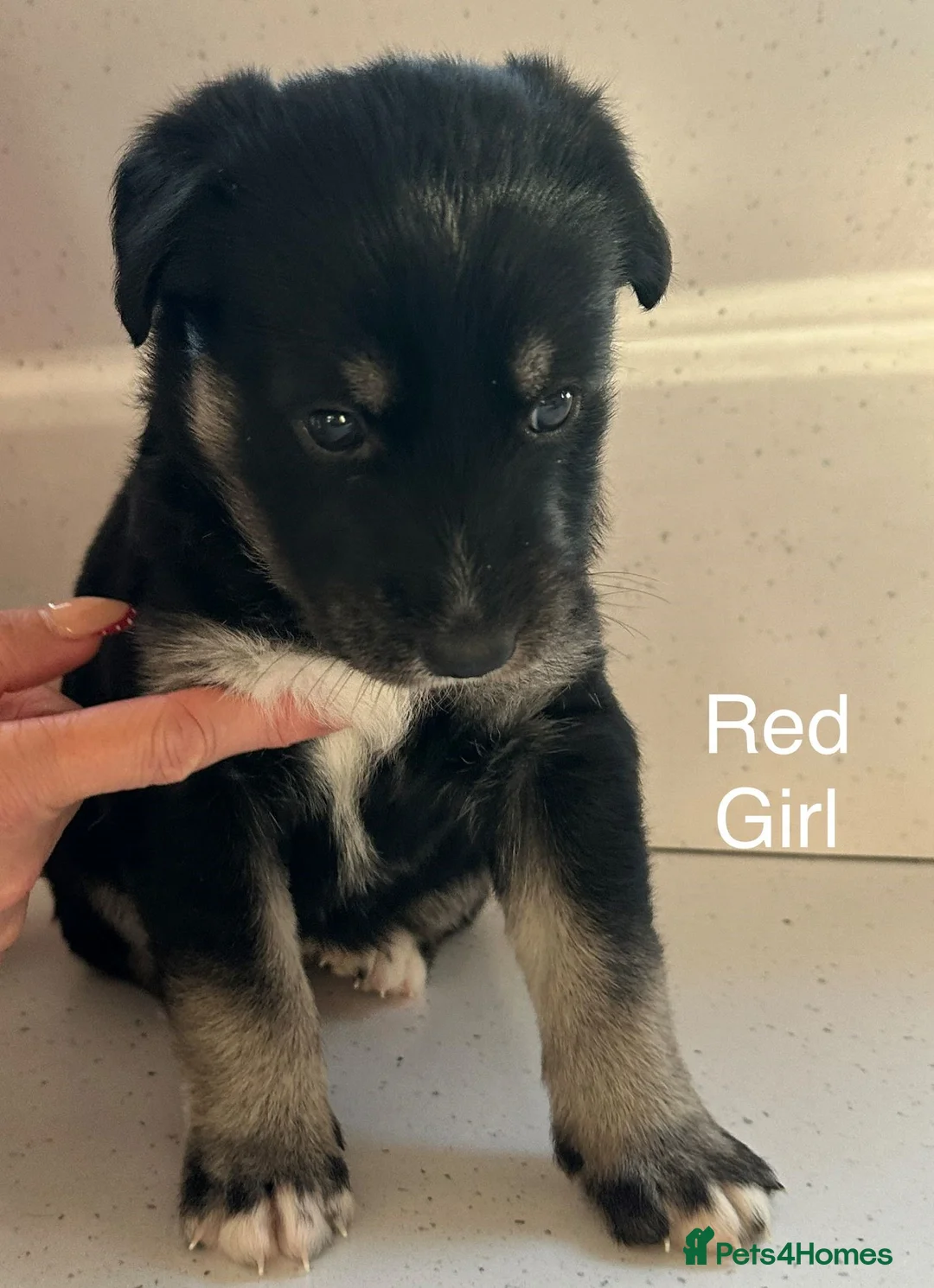 Mixed Breed dogs for sale: Beautiful family raised Husky x Springador Puppies in Downpatrick - Advert 16