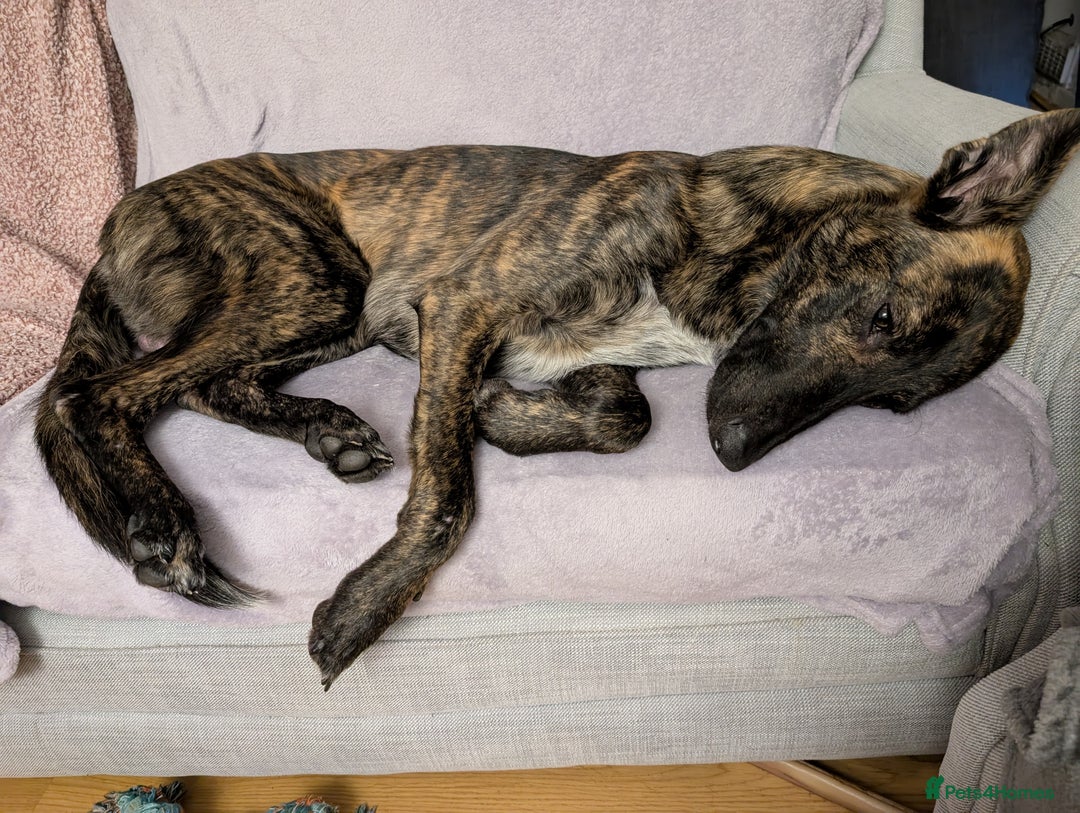 Mixed Breed dogs for sale: Knox - Shephound - Advert 6