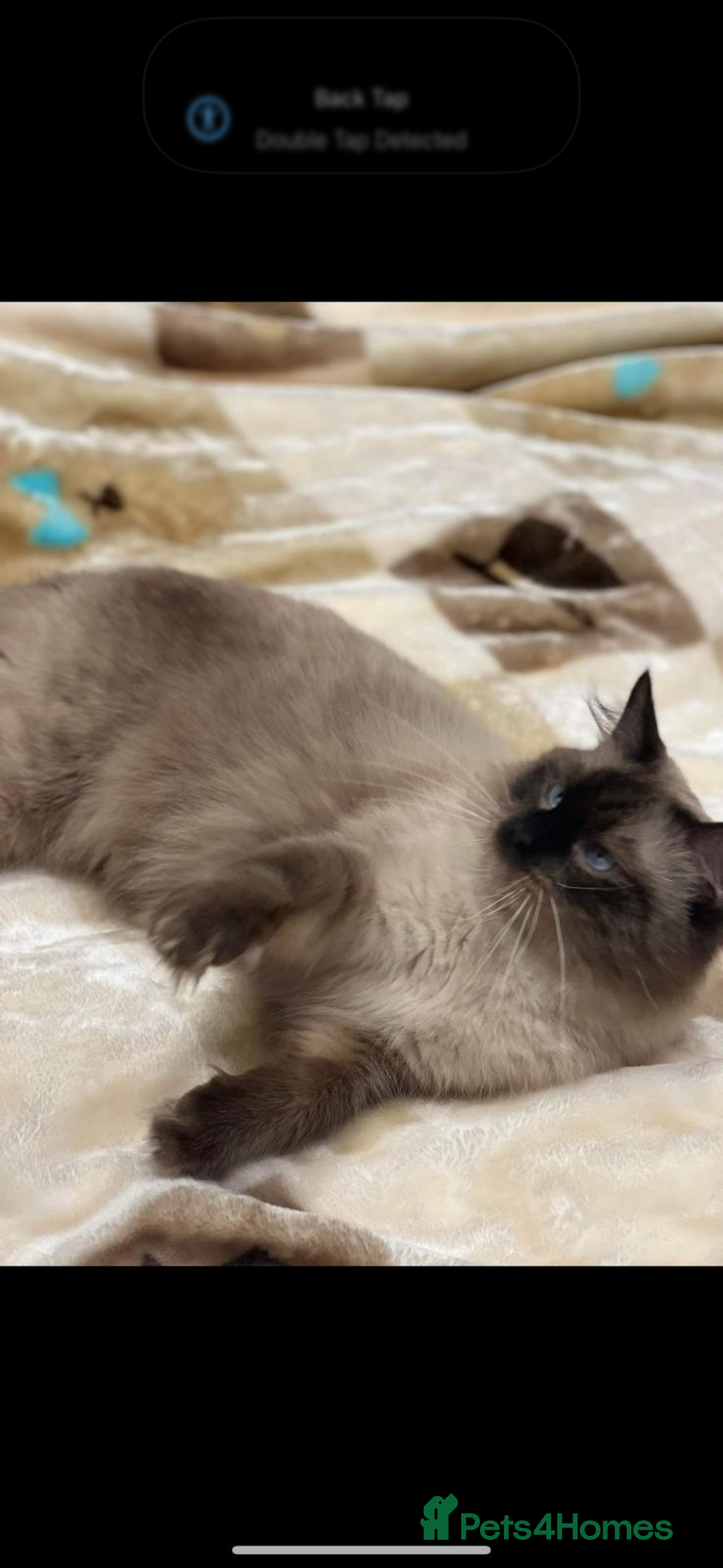 Ragdoll cats for sale: Stunning GCCF reg ragdoll kittens available now  - Image 29