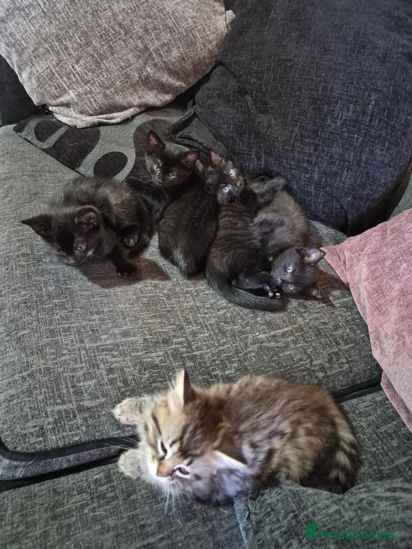 Mixed Breed cats 2 Black kittens left. Boy & Girl - Advert 5