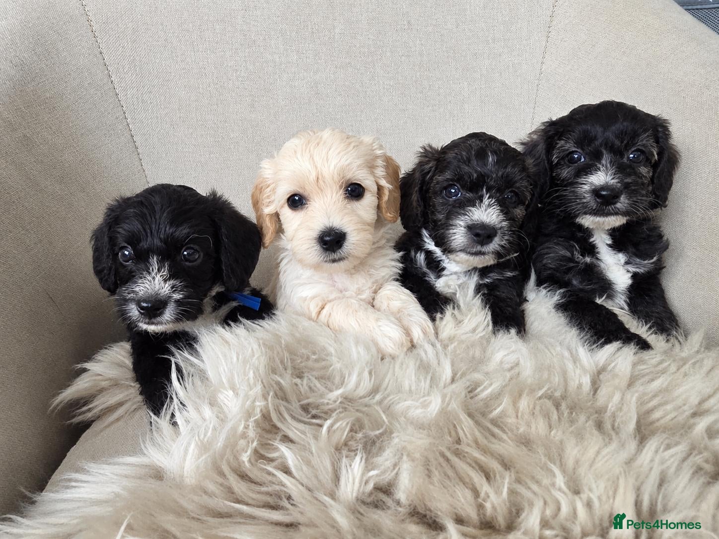 Yorkiepoo dogs Adorable Yorkiepoo Puppies Available - Litter of 6 - Advert 4
