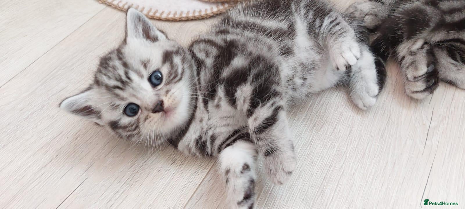 British Shorthair cats Original BSH Silver Tabby kittens  - Advert 6