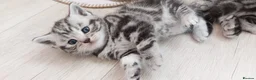 British Shorthair cats for sale: Original BSH Silver Tabby kittens  - Advert 22