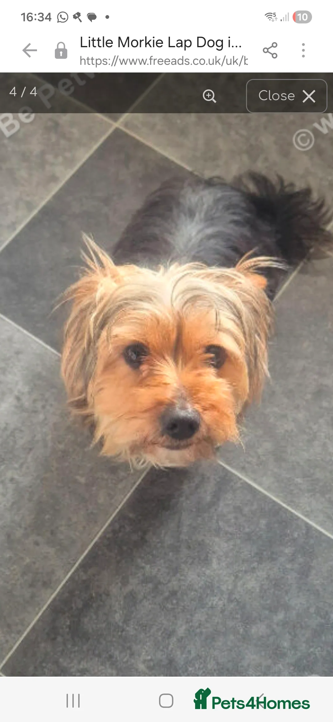 Morkie dogs for sale: Little boy morkie  in Wolverhampton - Advert 1