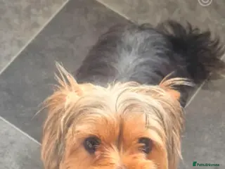 Morkie dogs Little boy morkie in Wolverhampton - Advert 2