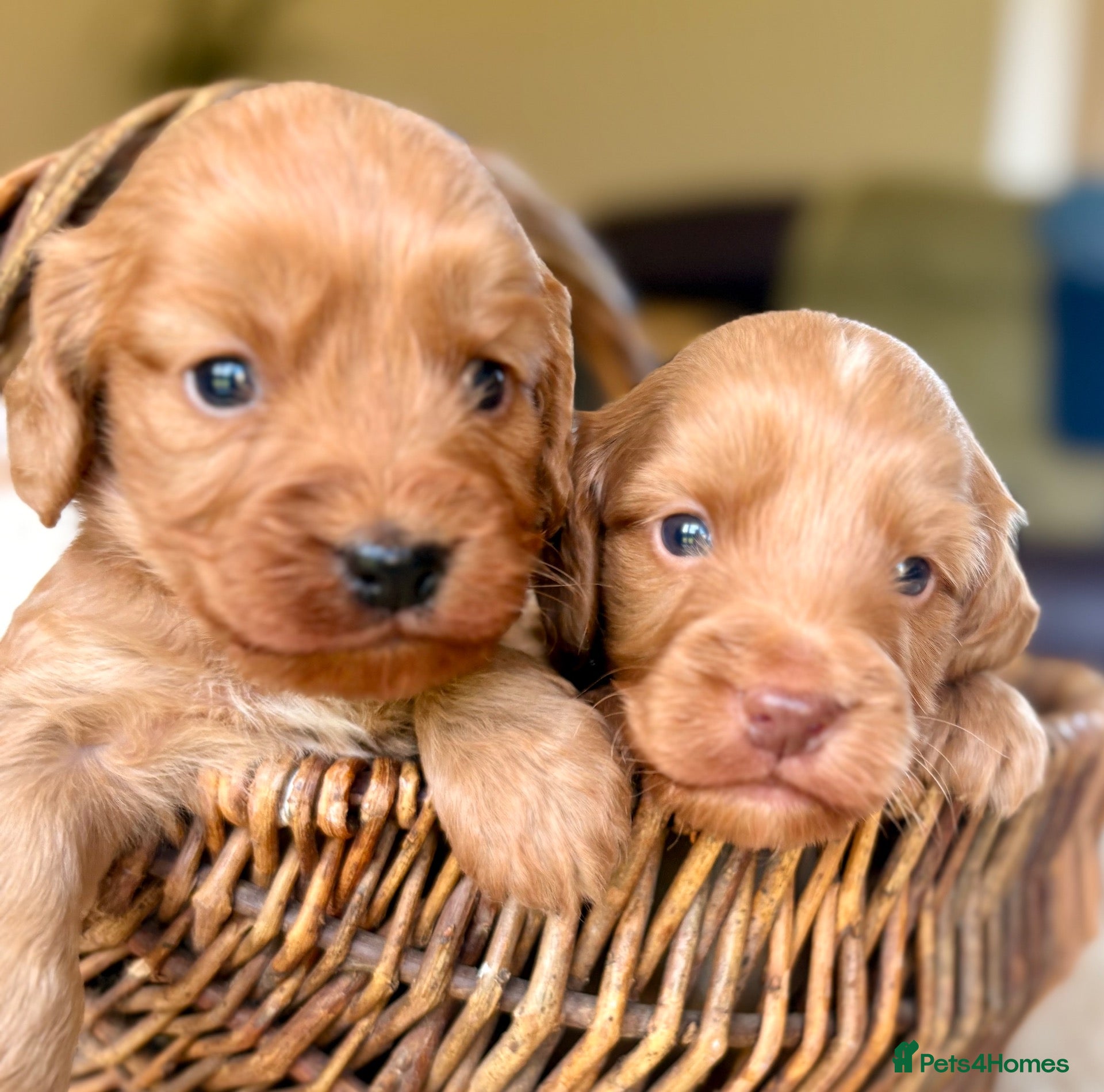 Cockapoo dogs Cockapoo Puppies   Gorgeous! - Advert 16