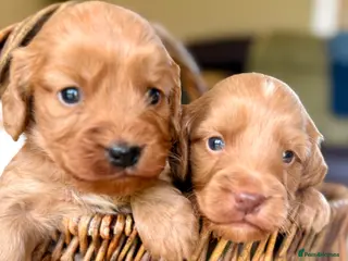 Cockapoo dogs Cockapoo Puppies Gorgeous! - Advert 10