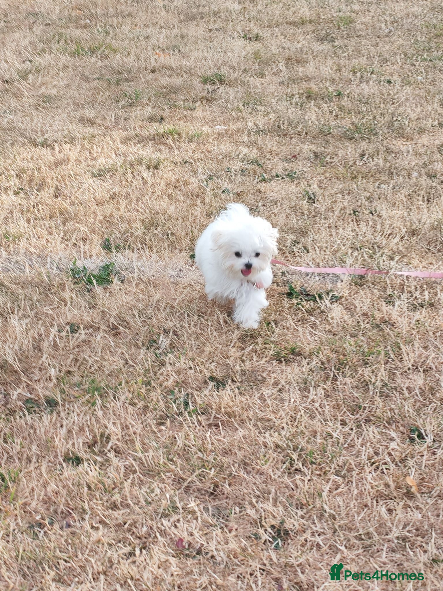 Maltese dogs 🐾 Beautiful Maltese puppy for sale 🐾 - Advert 3