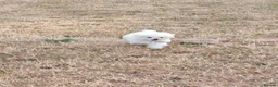 Maltese dogs for sale: 🐾 Beautiful Maltese puppy for sale 🐾 - Advert 1